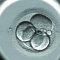 胚胎植入